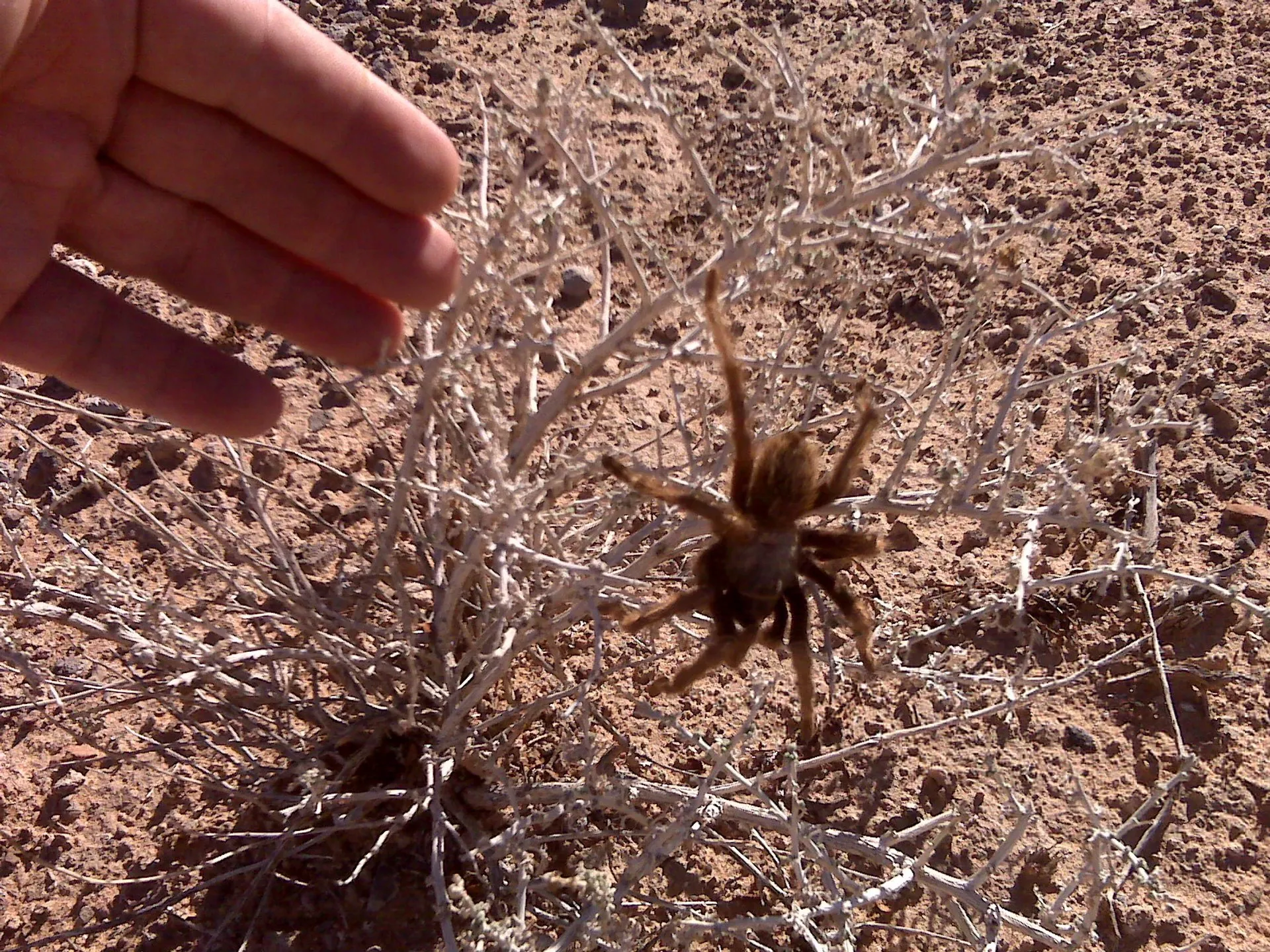 21426 tarantula migration viewing spot