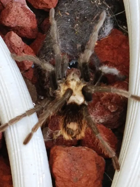 21426 utah tarantula mating