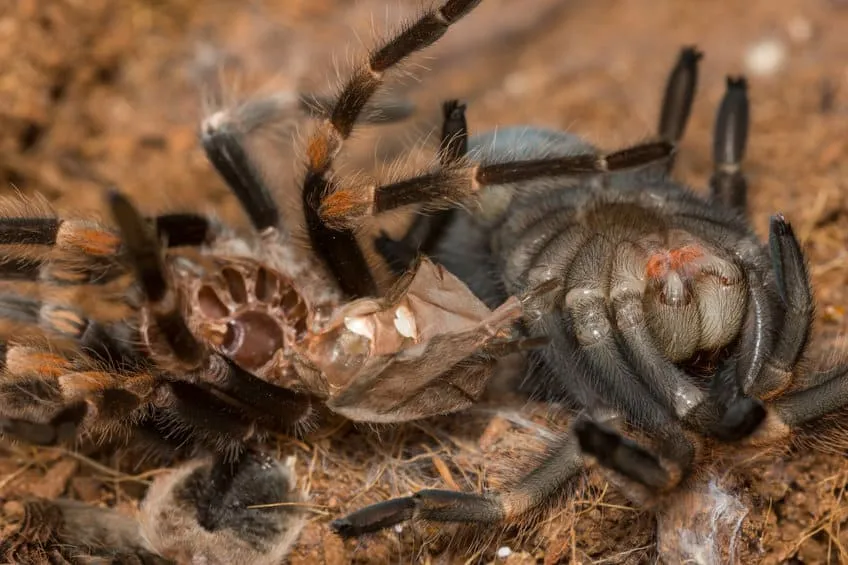 21428 dehydration tarantula molting