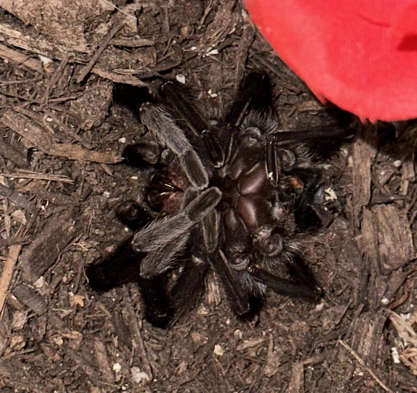 21428 failed tarantula molt