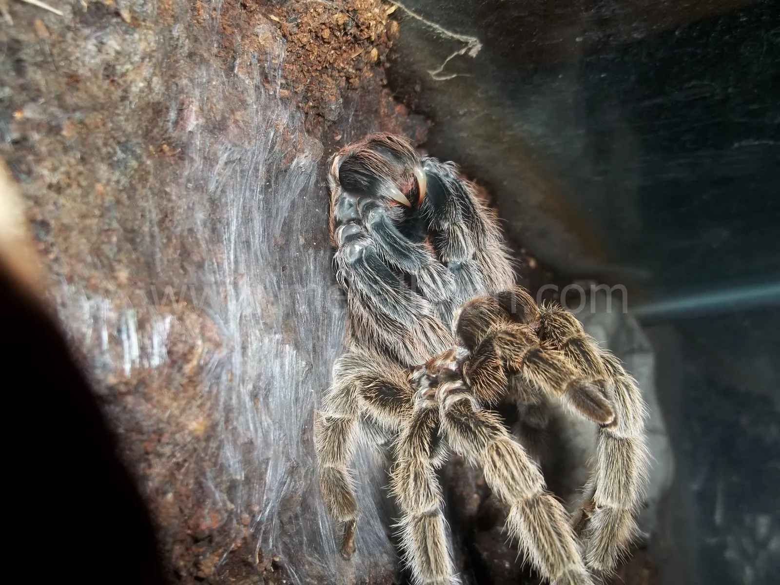 21428 tarantula enclosure humidity