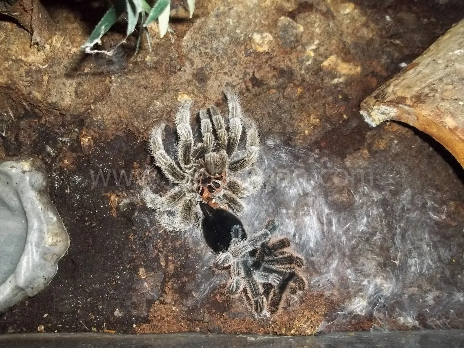 /img/21428-tarantula-feeding-hydration.webp