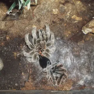 /img/21428-tarantula-feeding-hydration.webp