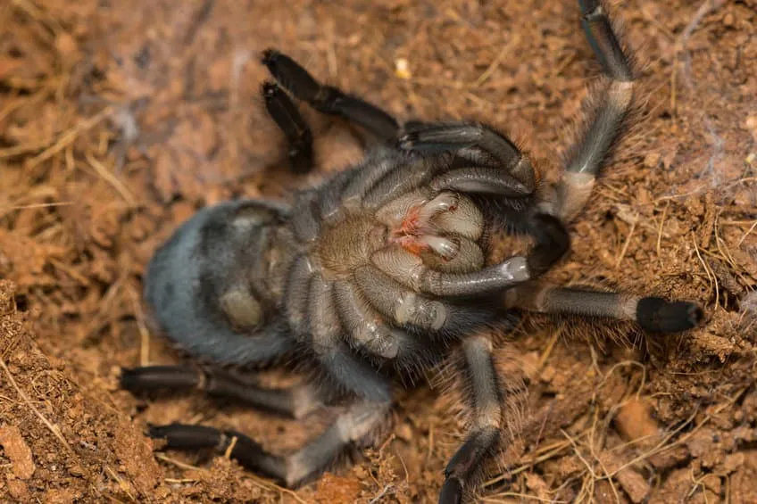 21428 tarantula injury molting
