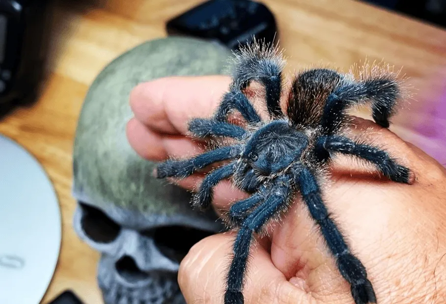 21431 pink toe tarantula handling