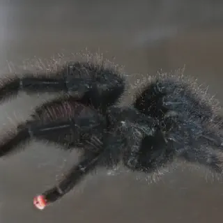 /img/21431-pink-toe-tarantula-water-dish.webp