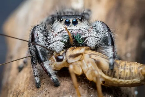 21432 healthy tarantula