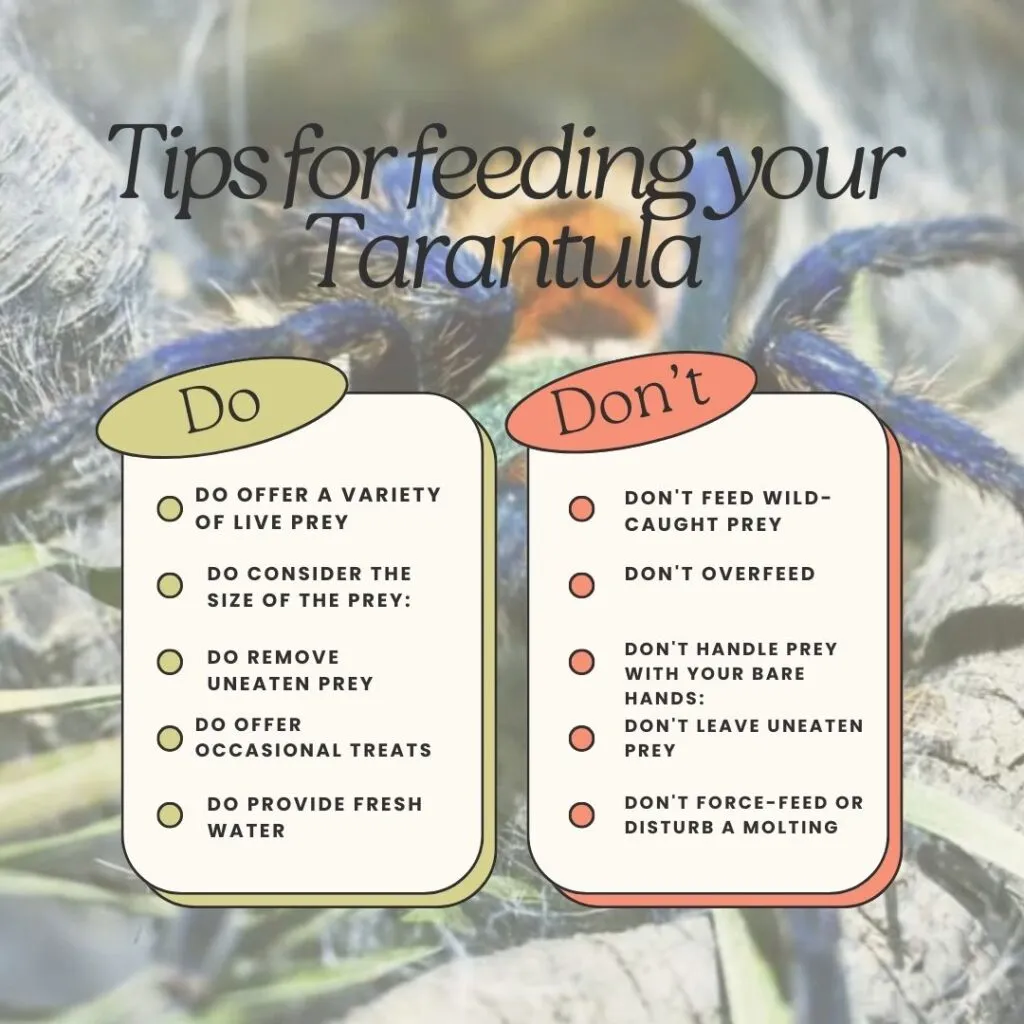 /img/21432-tarantula-not-eating.webp