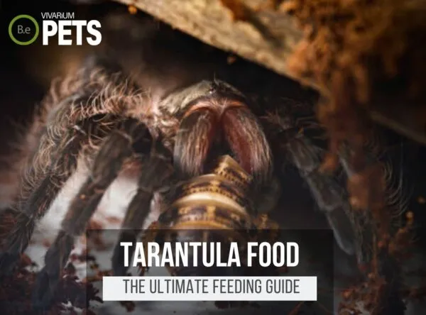 21432 tarantula prey