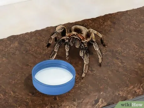 21432 tarantula water dish