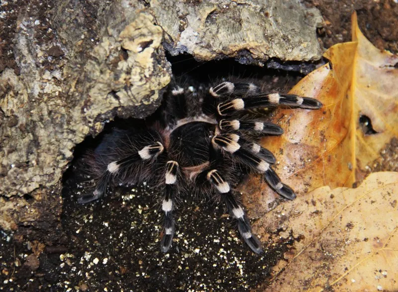 21440 geniculata tarantula breeding