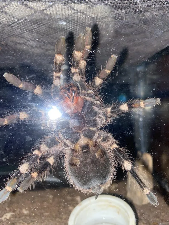 /img/21440-geniculata-tarantula-enclosure.webp