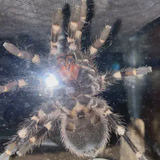/img/21440-geniculata-tarantula-enclosure.webp