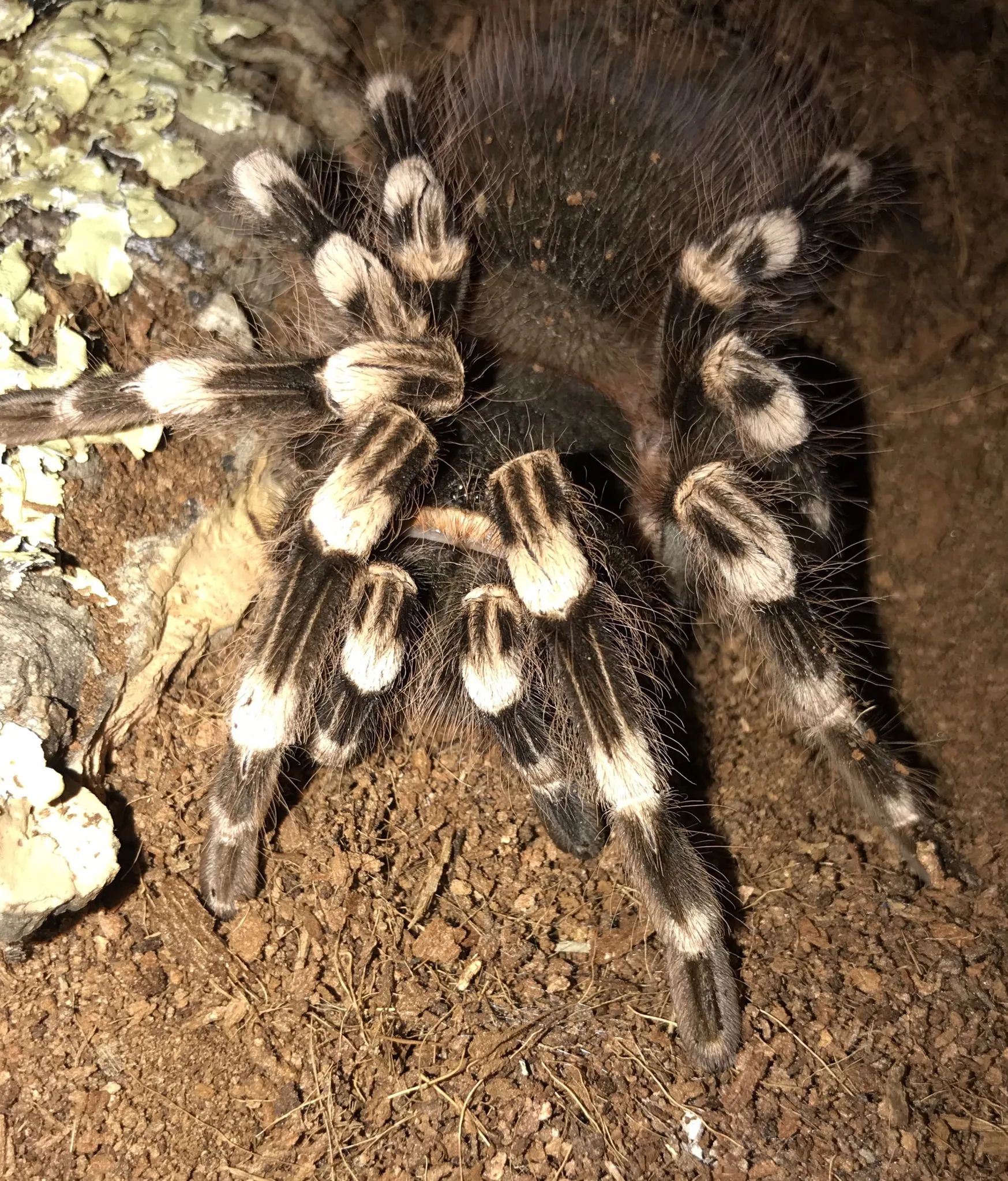 21440 geniculata tarantula feeding