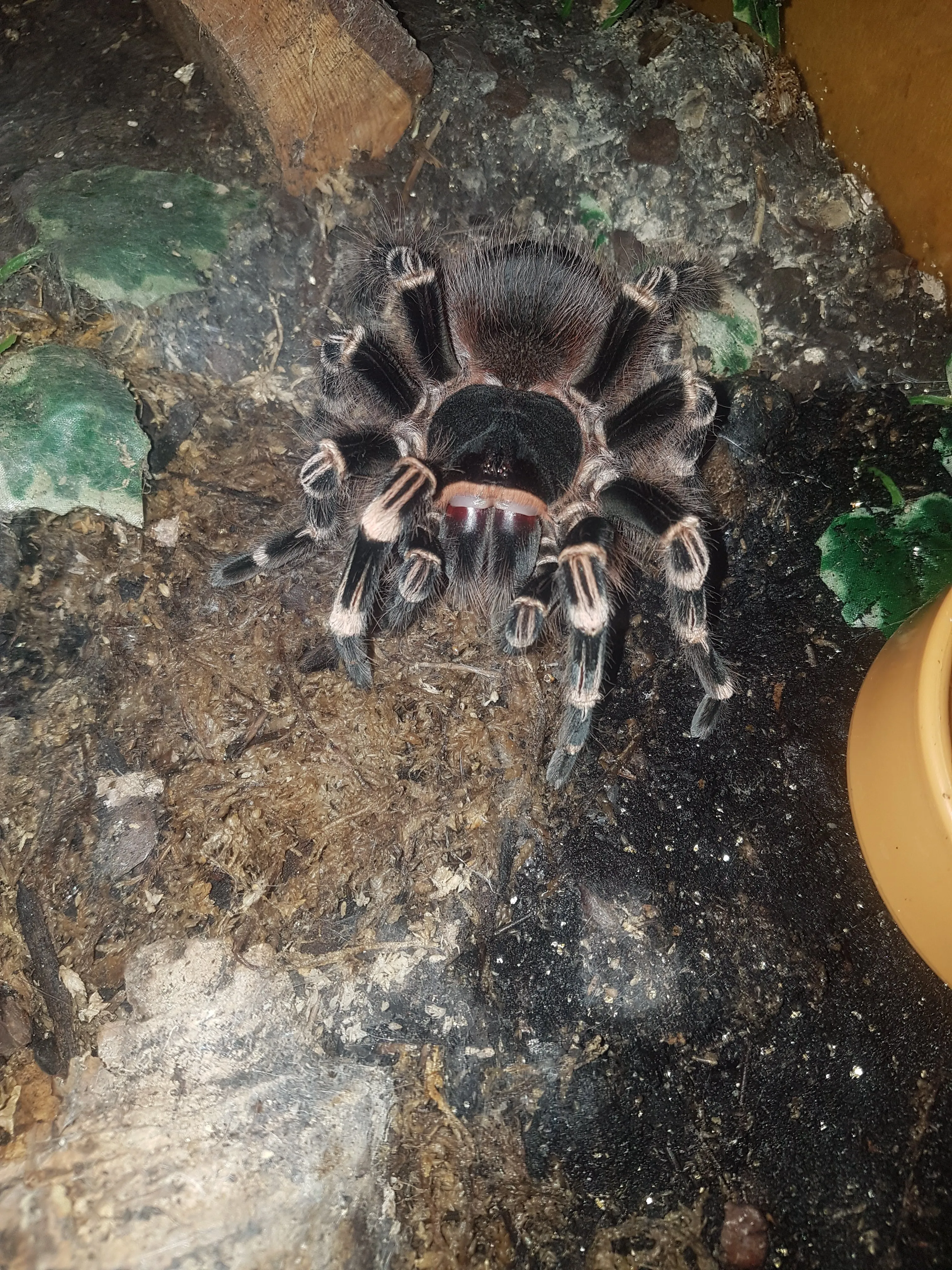 21440 geniculata tarantula habitat
