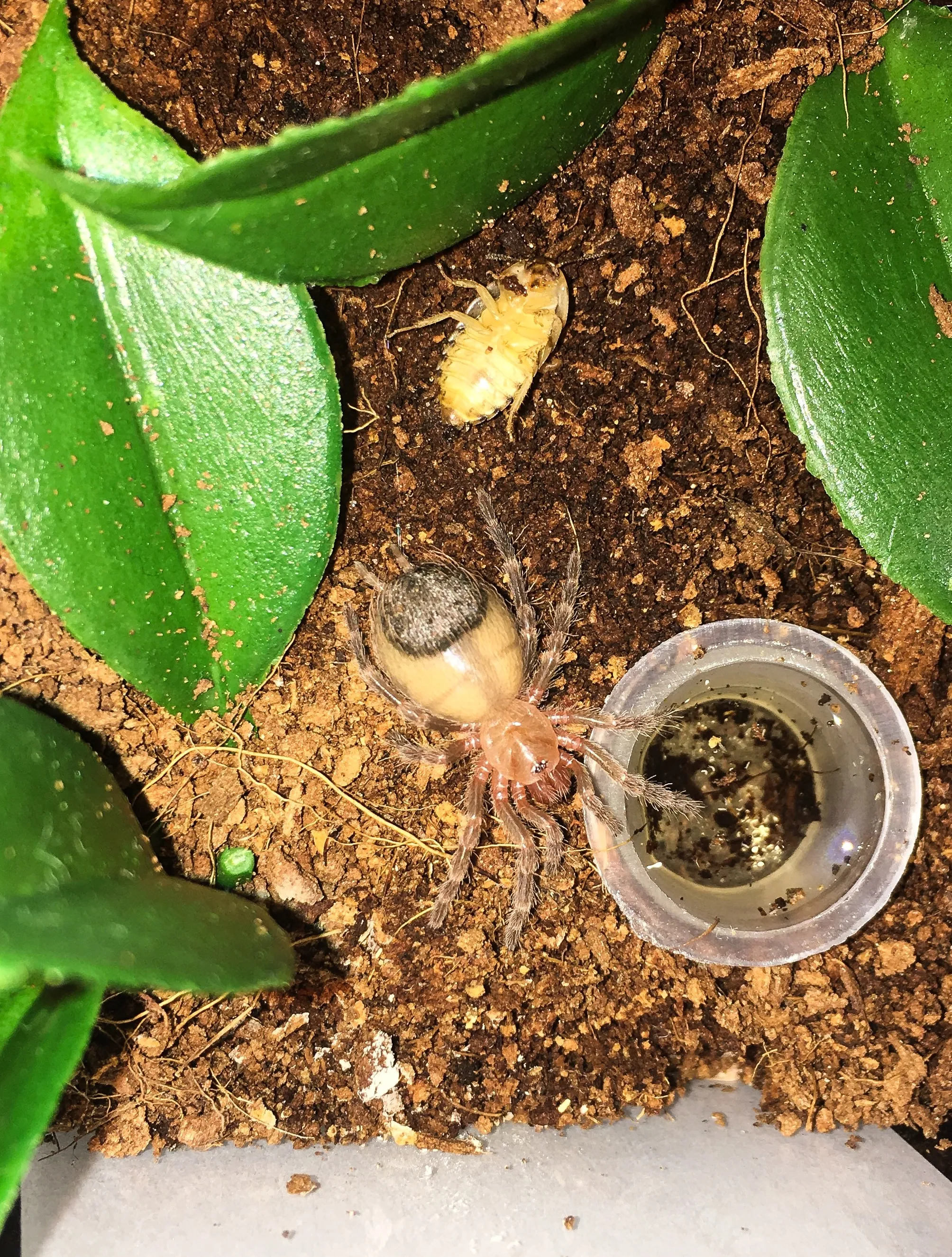 21440 geniculata tarantula handling