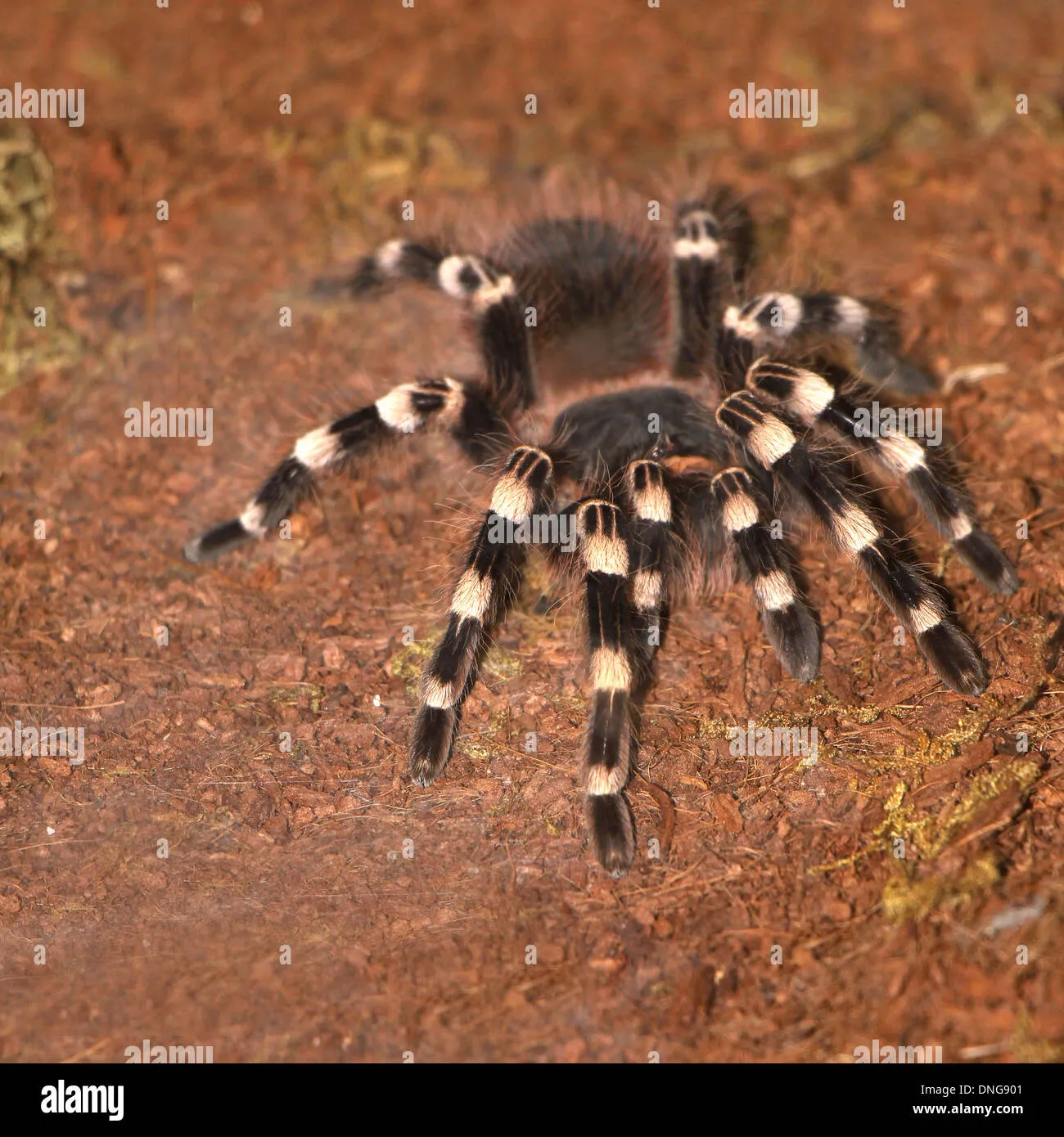21440 geniculata tarantula health