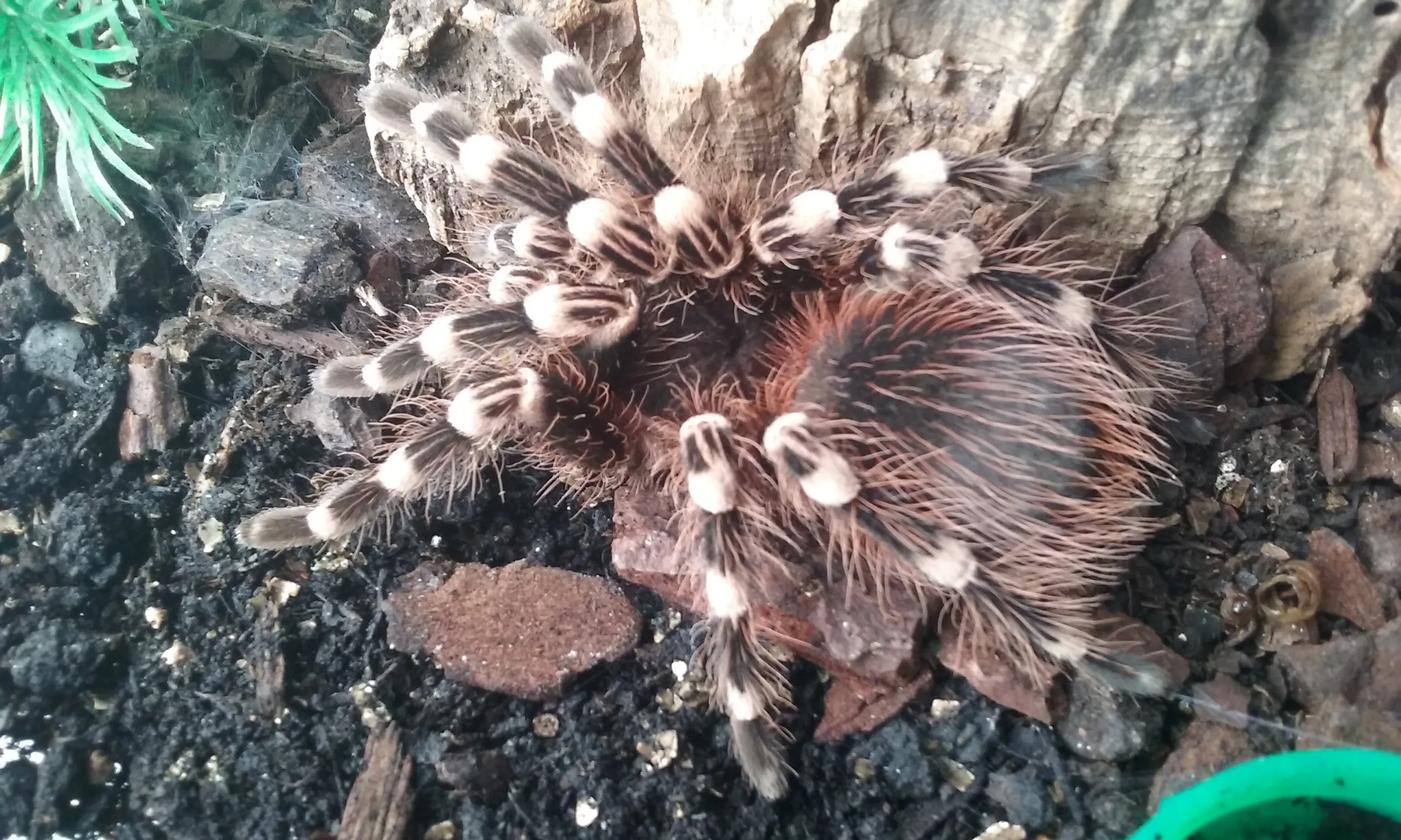 21440 geniculata tarantula markings