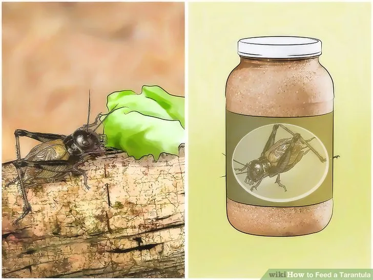 21443 tarantula feeding crickets 2