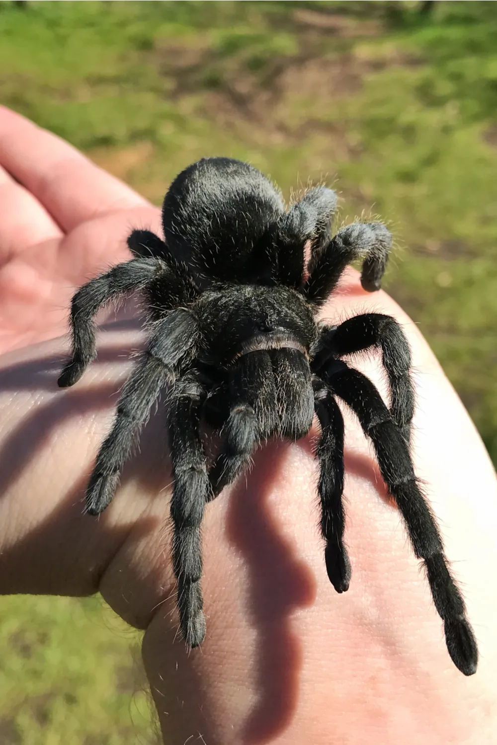 21444 texas black tarantula enclosure