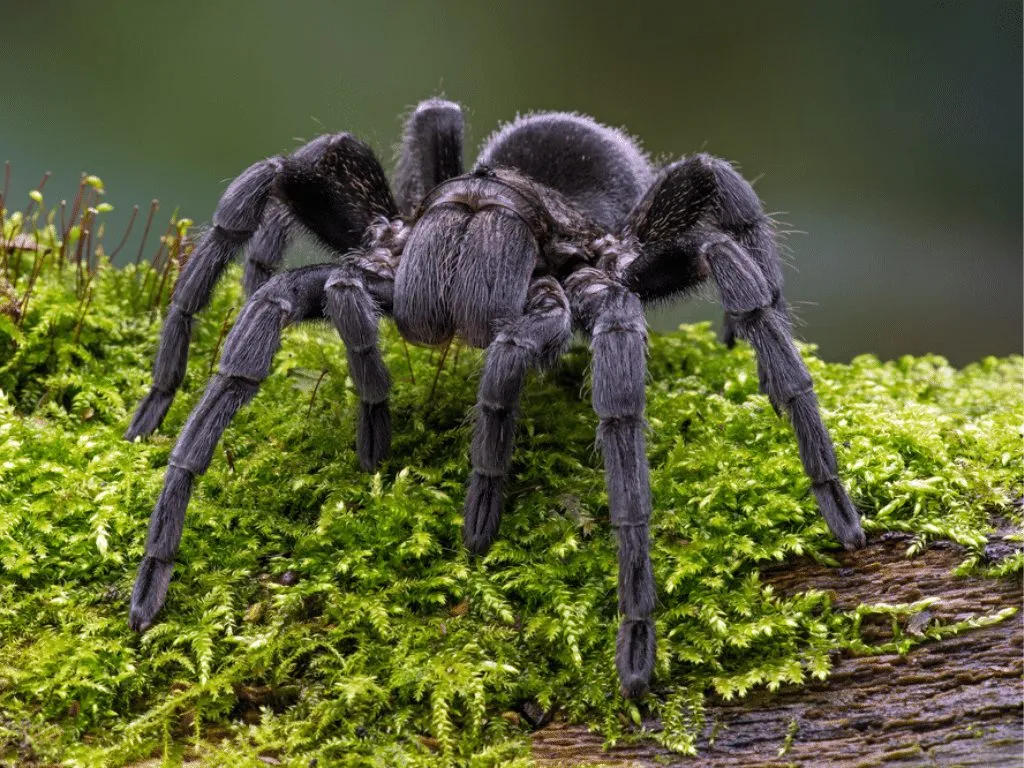 21444 texas black tarantula feeding