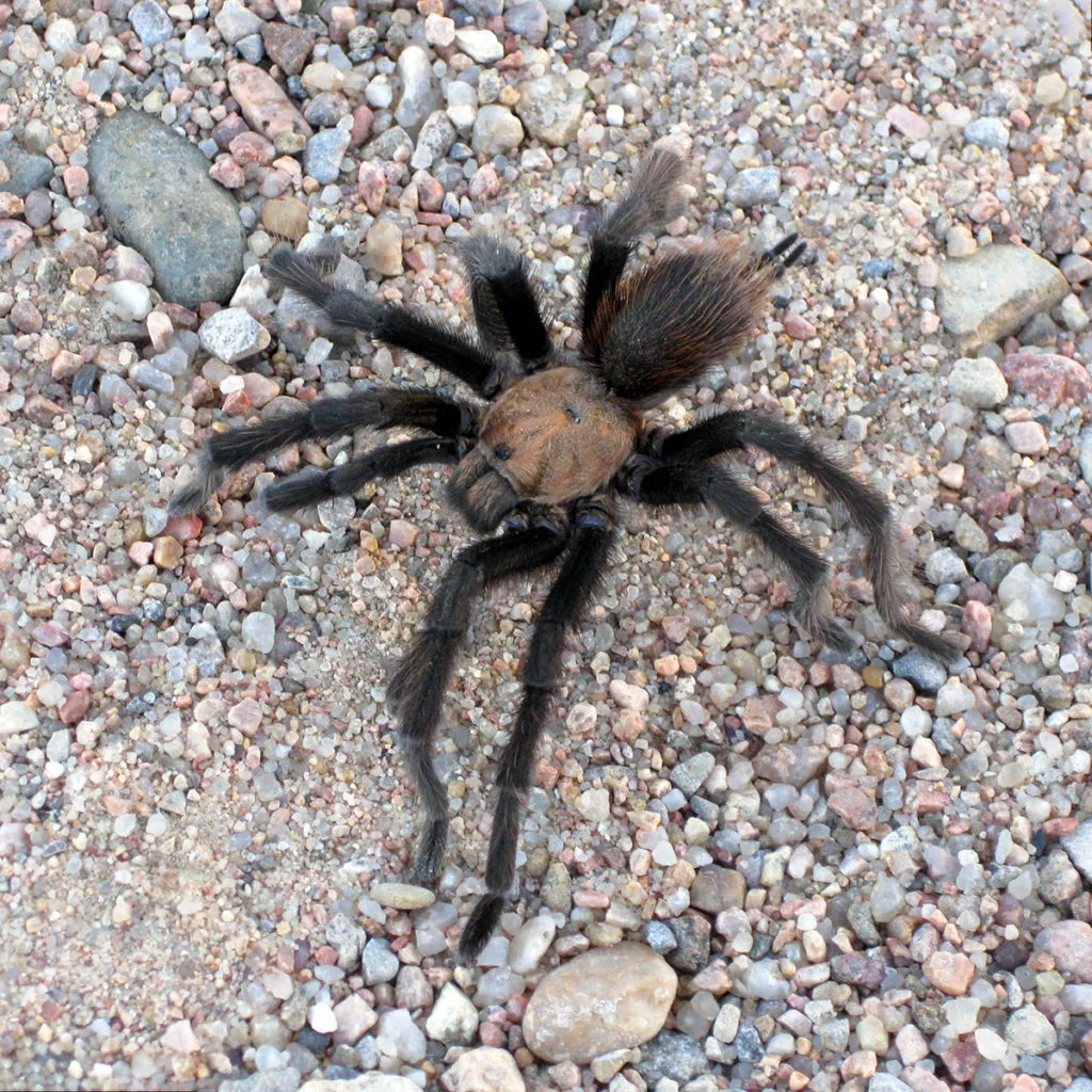 21444 texas black tarantula habitat