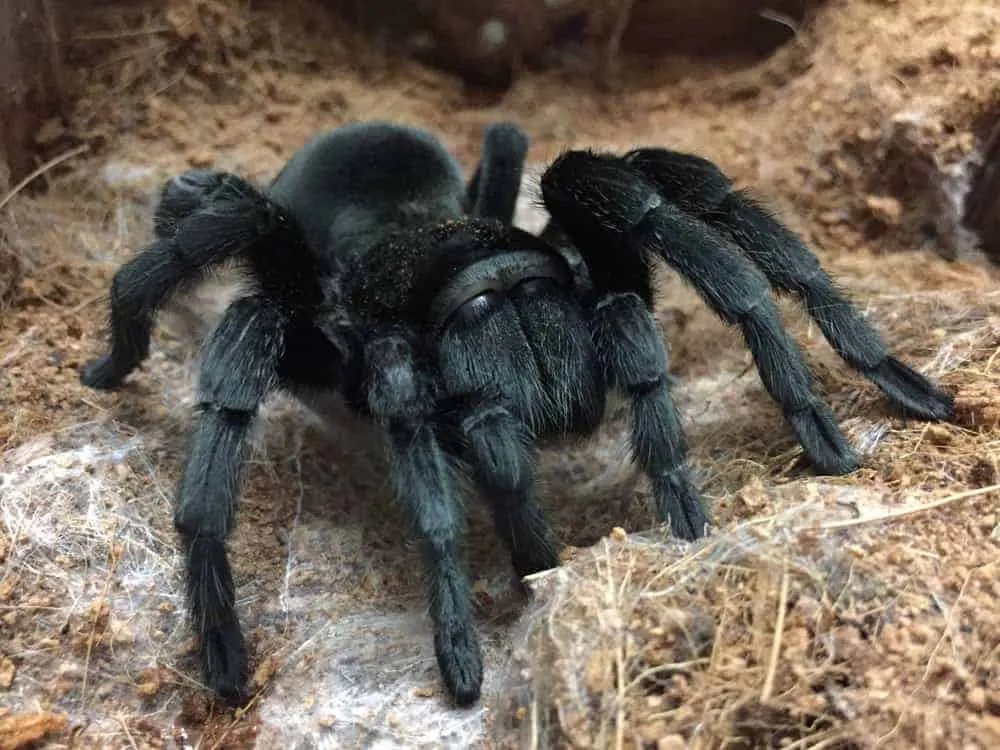 /img/21444-texas-black-tarantula-health.webp