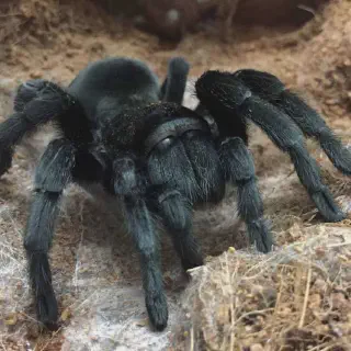 /img/21444-texas-black-tarantula-health.webp