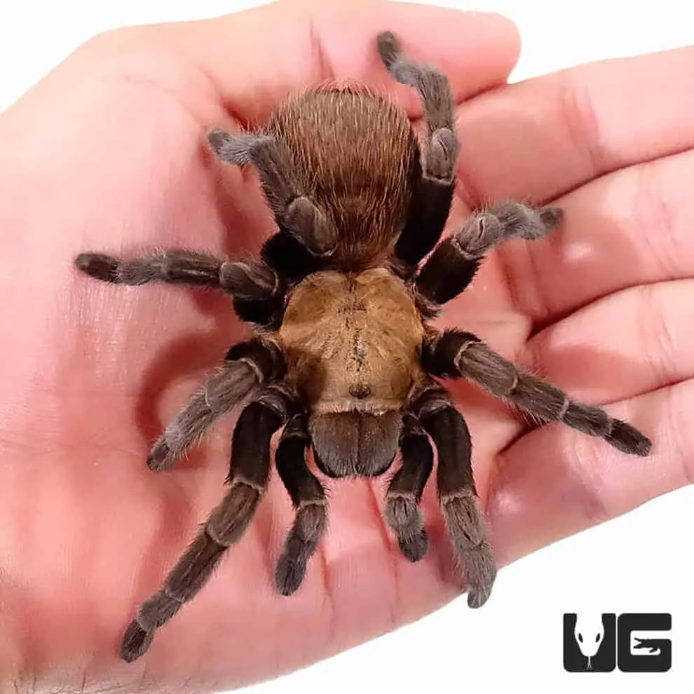 21444 texas black tarantula markings