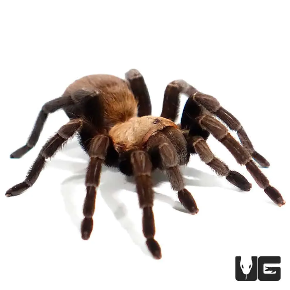 21444 texas black tarantula size