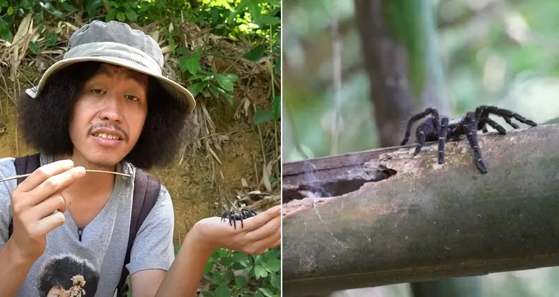 21445 tarantula catching tips