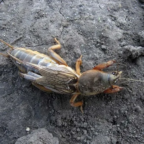 21448 mole cricket species