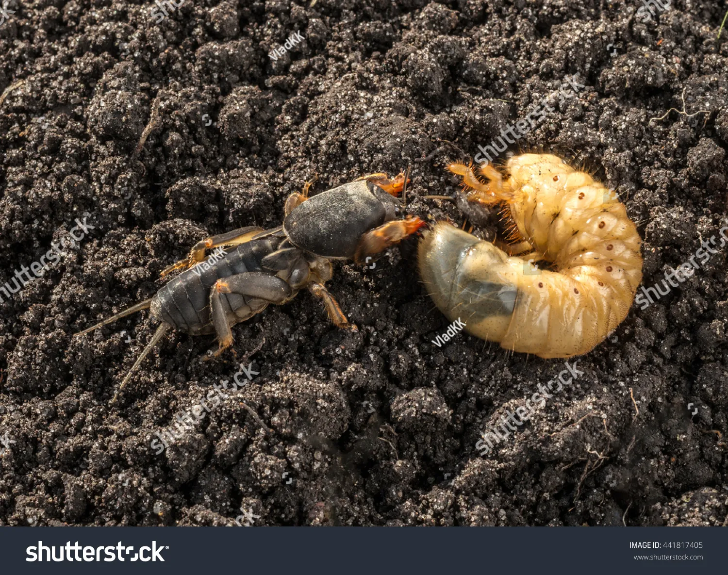 21448 mole cricket substrate