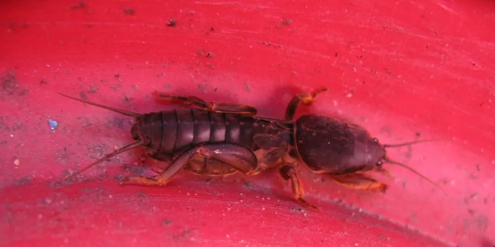 /img/21448-pest-control-for-crickets.webp
