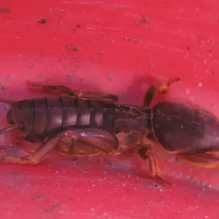 /img/21448-pest-control-for-crickets.webp