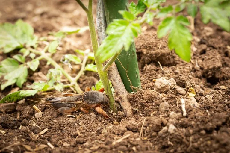 21448 tarantula feeding mole cricket