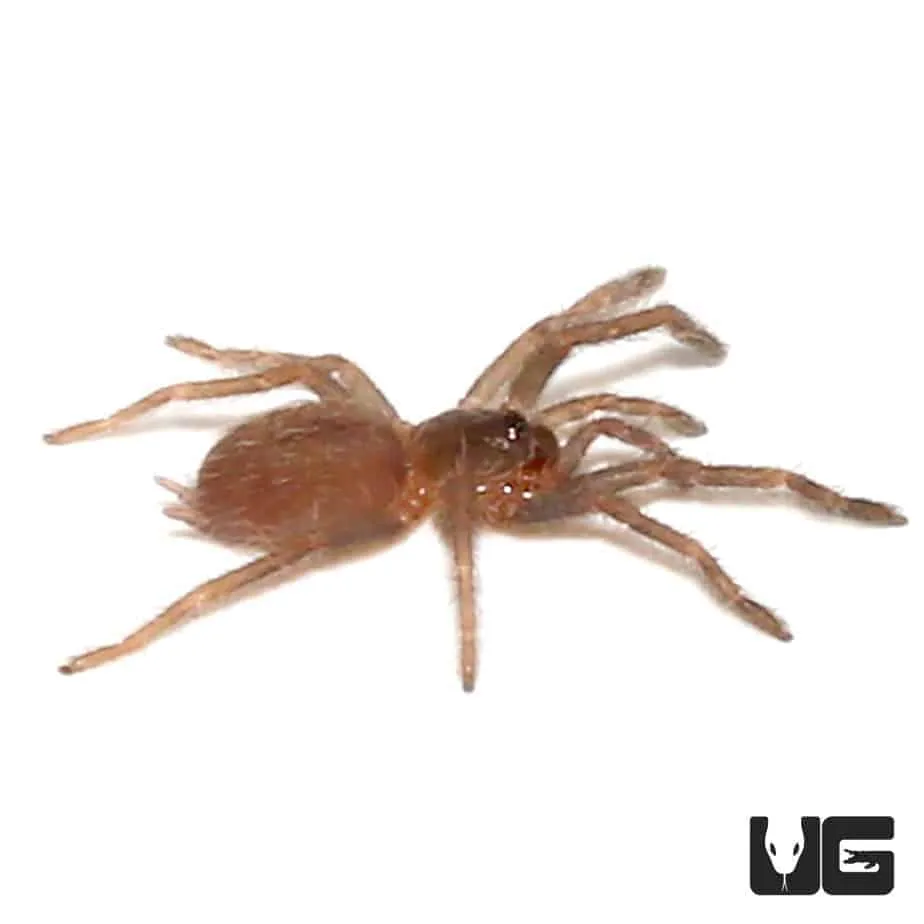 21451 brown tarantula diet