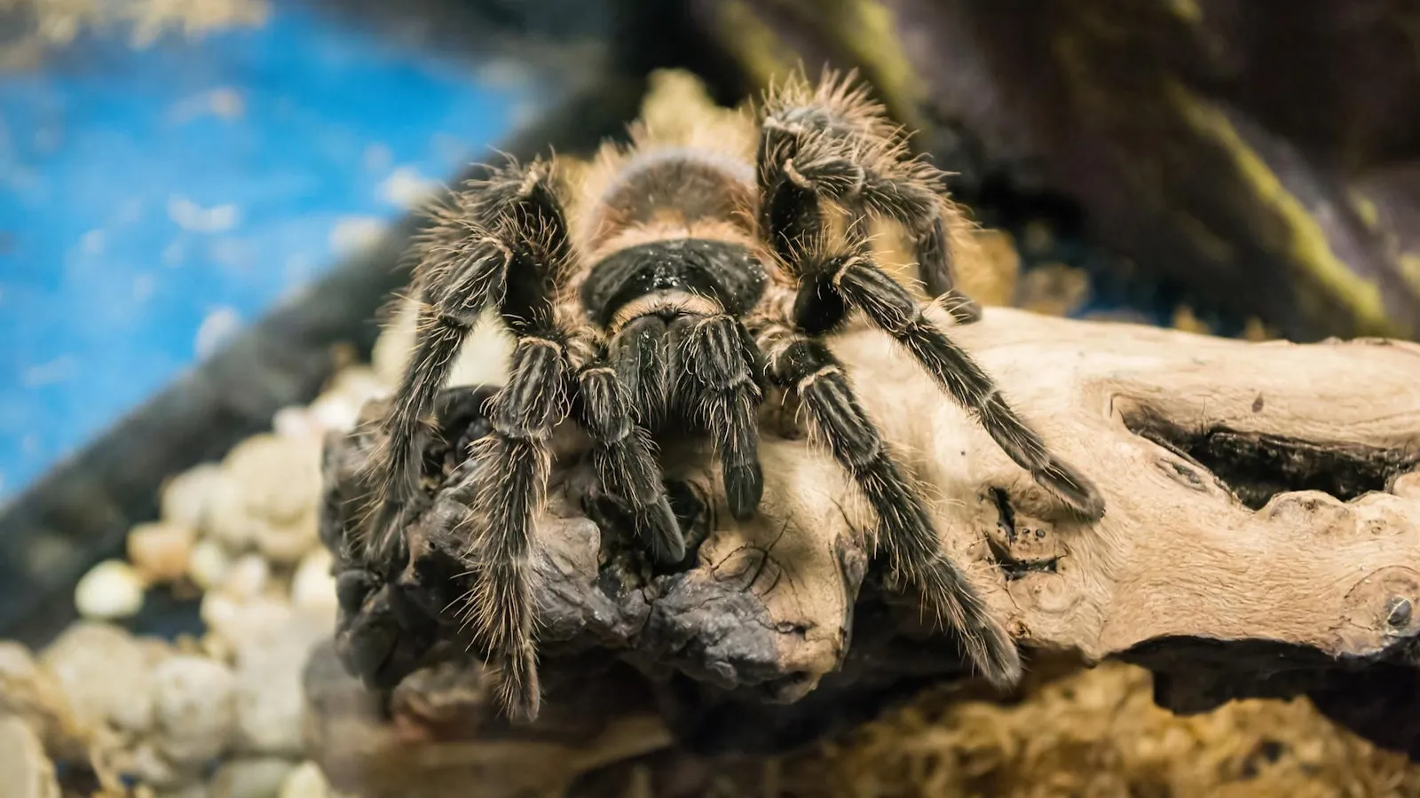 21451 brown tarantula habitat