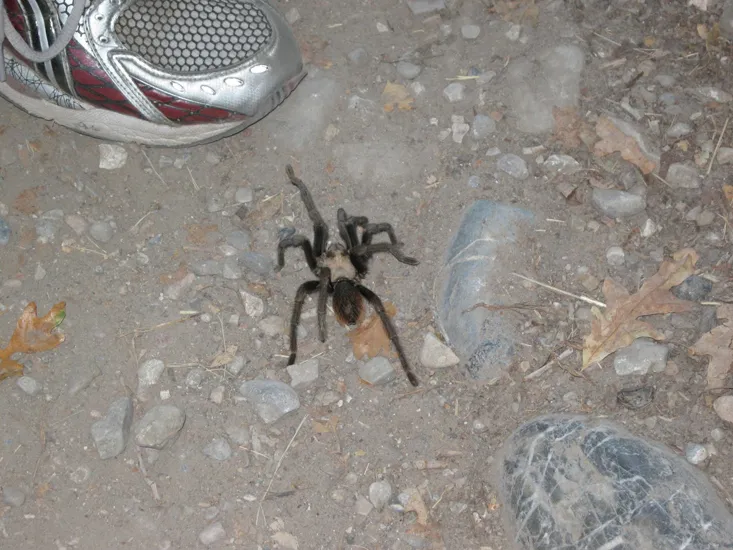 21451 brown tarantula physical characteristics