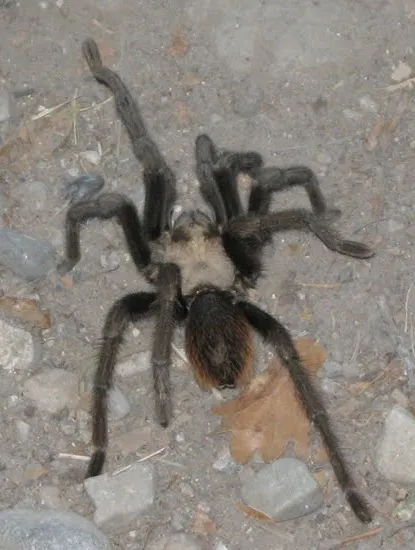 21451 salt lake county brown tarantula introduction