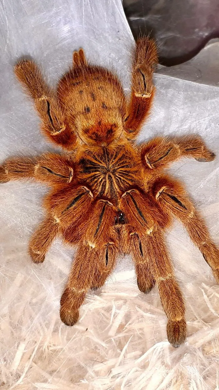/img/21451-salt-lake-county-tarantula-behavior.webp