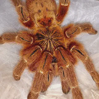 /img/21451-salt-lake-county-tarantula-behavior.webp