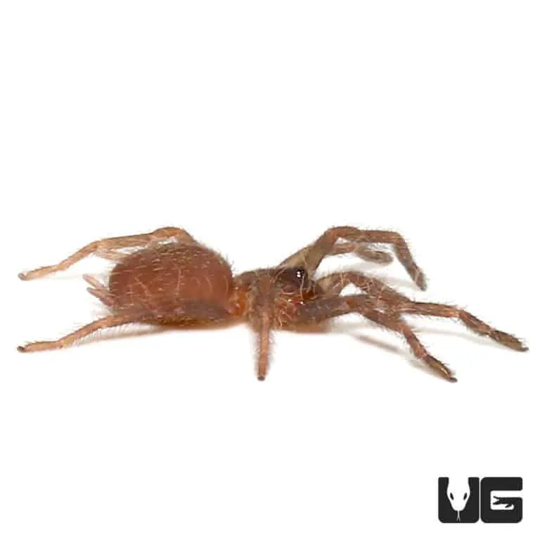 21451 salt lake county tarantula conservation