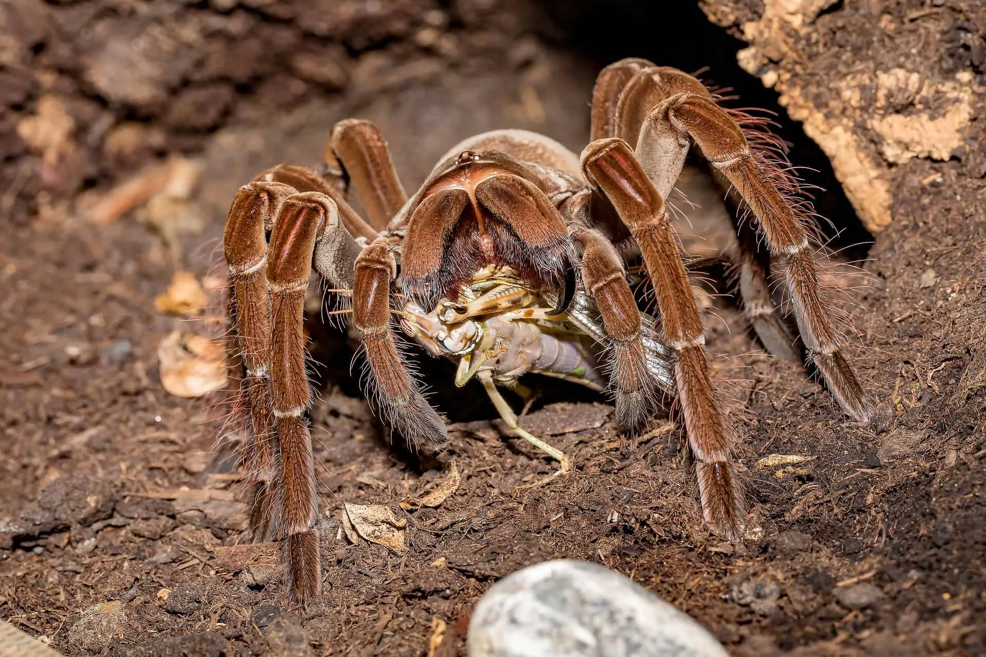 21452 tarantula helmet aesthetic