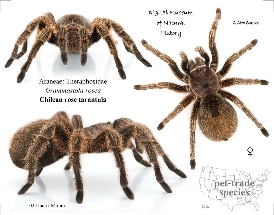 /img/21452-tarantula-helmet-construction.webp