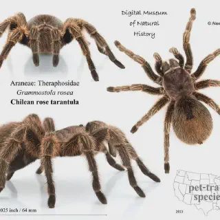 /img/21452-tarantula-helmet-construction.webp