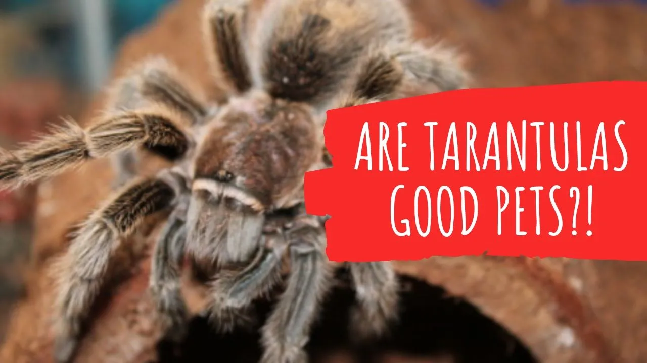 21452 tarantula helmet safety