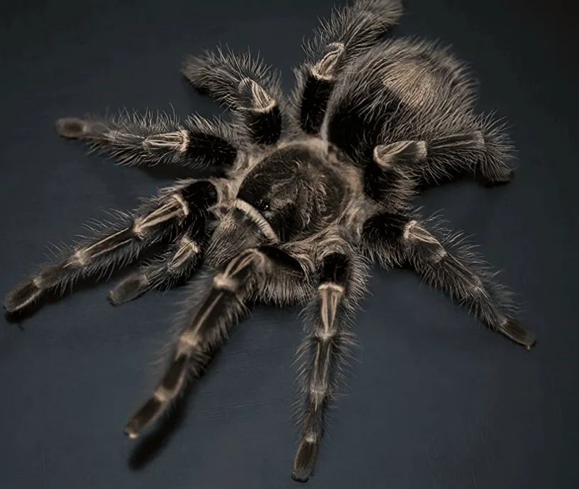 21452 tarantula helmet visibility