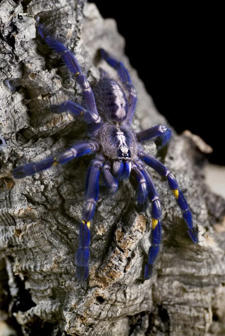 21455 gooty sapphire tarantula breeding