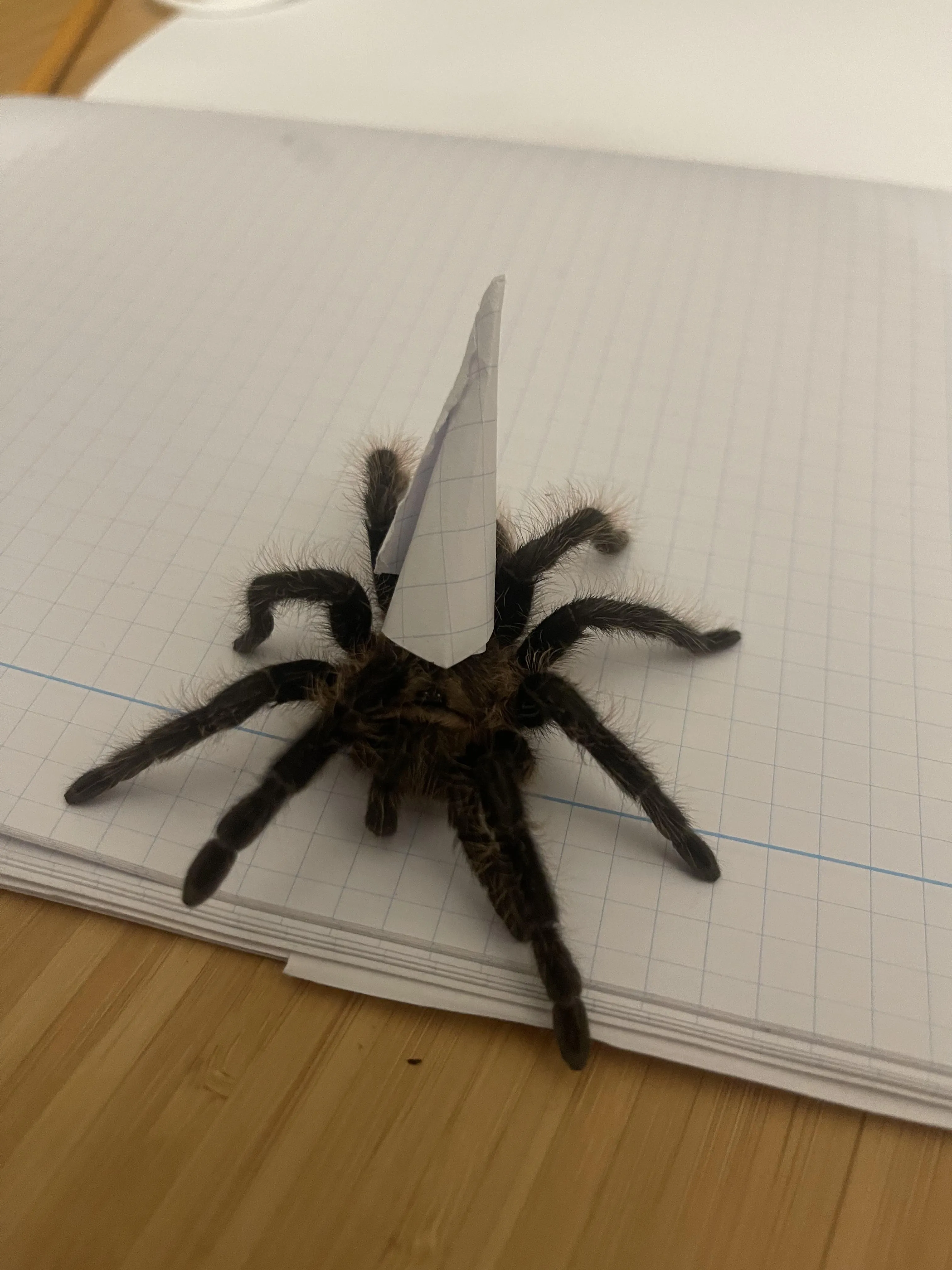 21455 gooty sapphire tarantula enclosure